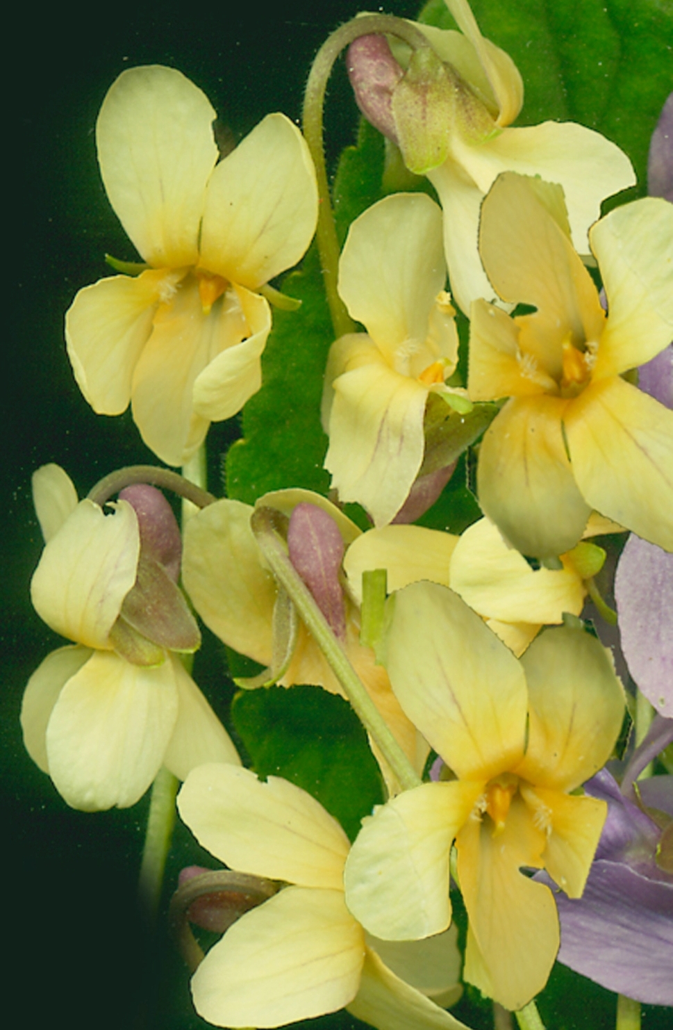SWEET VIOLET - Yellow - Viola odorata 'Sulphurea'