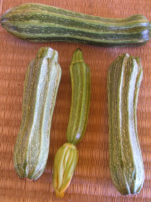 Zucchini ‘Costata Romanesco’ - Cucurbita pepo