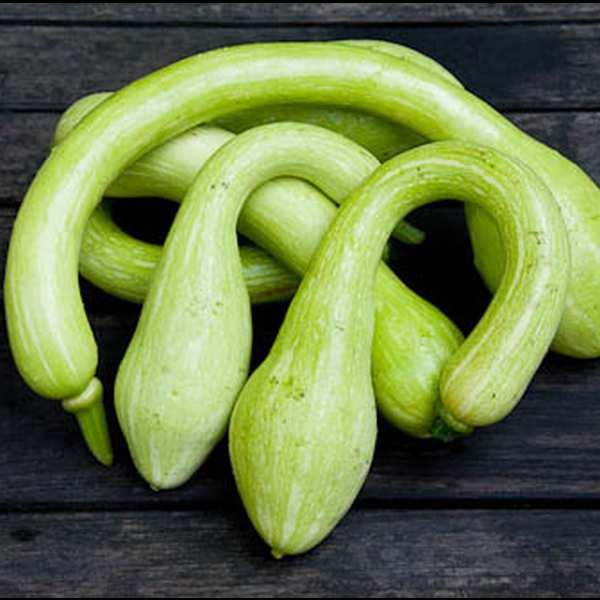 Zucchini  ‘Tromboncino’ - Cucurbita moschata