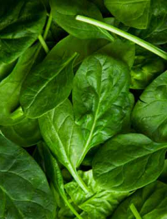 Spinach ‘Baby Leaf’ F1 - Spinacea oleracea