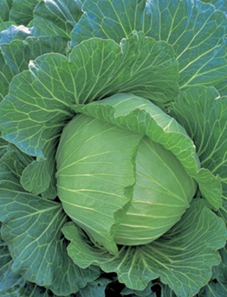 Cabbage 'Copenhagen Market' - Brassica oleracea (capitata group)