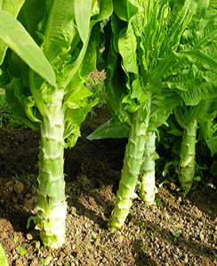 Celtuce / Wosun - Lactuca sativa var asparagina