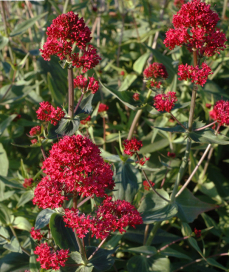 Red Valerian - Centranthus ruber ‘Rosenrot’