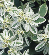 SNOW-ON-THE-MOUNTAIN - Euphorbia marginata