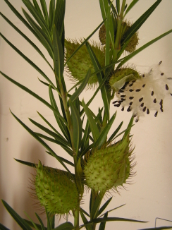 Swan Plant (Hairy Balls) - Gomphocarpus physocarpa