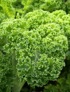 Kale ‘Squire’  - Brassica oleracea L. var. Acephala