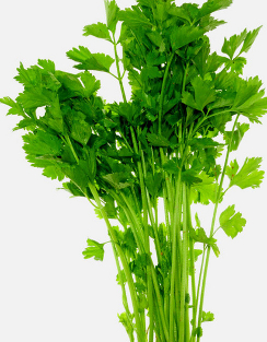 ‘Kintsai’, Chinese Celery  - Apium graveolens var dulce