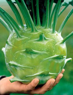 KOHL RABI ‘Superschmelz’ - Brassica oleracea (gongylodes group)