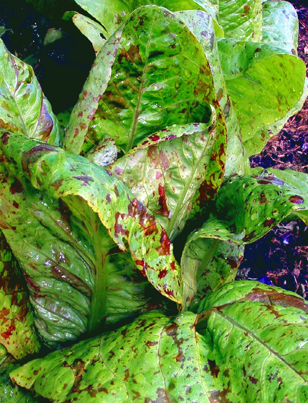 Lettuce 'Flashy Trouts Back' - Lactuca sativa