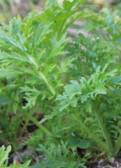 MUSTARD GREEN ‘Wasabi-na’ - Brassica juncea