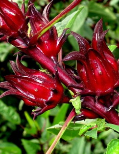 Rosella / Edible Hibiscus - Hibiscus sabdariffa