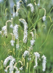 White Burnet - Sanguisorba tenuifolia `Alba`