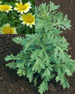Edible Chrysanthemum ‘Shungiku’ - Glebionis coronaria (L) Cass.ex Spach