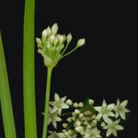 Chives, Chinese/Garlic - Allium tuberosum