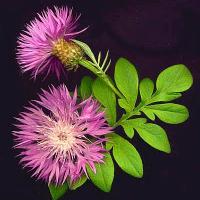 PINK CORNFLOWER - Centaurea dealbata