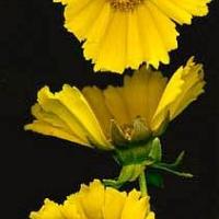 AMERICAN DAISY - Coreopsis grandiflora 'Mayfield Giants'