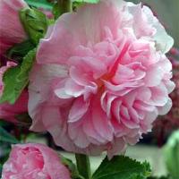 DOUBLE  HOLLYHOCK - Alcea rosea plena 'Chaters Mix'