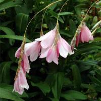 WAND FLOWER - Dierama pulcherium 'Mixed'