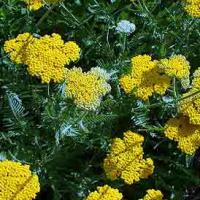 YARROW - Achillea filipendula 'Parker's Variety'