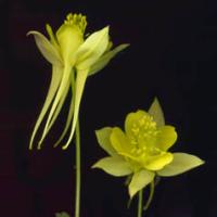 GOLDEN COLUMBINE - Aquilegia chrysantha 'Yellow Queen'