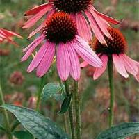 PURPLE CONE FLOWER - Echinacea purpurea