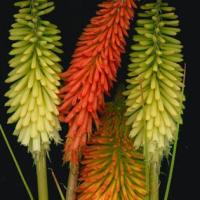 RED HOT POKER - Kniphofia uvaria 'Grandiflora Mix'