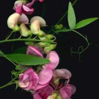 EVERLASTING PEA - Lathyrus latifolius 'Mix'