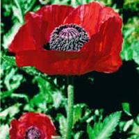 RED ORIENTAL POPPY - Papaver orientale 'Beauty of Livermere'