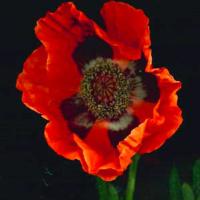 ORANGE ORIENTAL POPPY - Papaver orientale 'Brilliant'