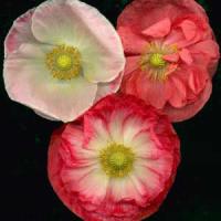 SHIRLEY POPPIES - Papaver rhoeas 'Shirley'