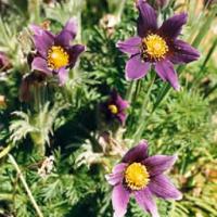 PASQUE FLOWER - Pulsatilla vulgaris