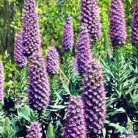 PRIDE OF MADEIRA - Echium candicans (syn. fastuosum)