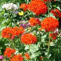 MALTESE CROSS - Lychnis chalcedonica