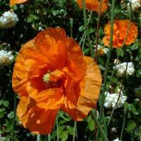 AFRICAN POPPY - Papaver atlanticum