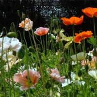 ICELAND POPPY - Papaver nudicaule 'Mixed'