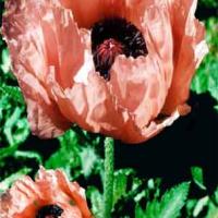 PINK ORIENTAL POPPY - Papaver orientale 'Princess Victoria Louise'