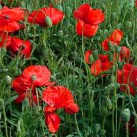 RED FLANDERS POPPY - Papaver rhoeas 'Flanders'