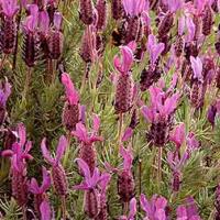 ITALIAN LAVENDER - Lavendula stoechas