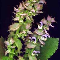 CLARY SAGE - Salvia sclarea