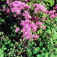 MEADOW RUE - Thalictrum aquilegifolium