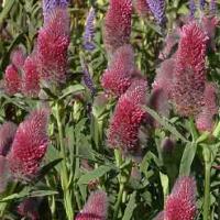 GIANT CLOVER - Trifolium rubens