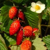 STRAWBERRY ALPINE - Fragaria vesca var.