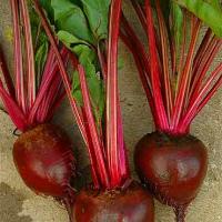 BEETROOT 'Derwent Globe' - Beta vulgaris