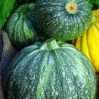 ZUCCHINI 'Ronde de Nice' - Cucurbita pepo var.melopepo