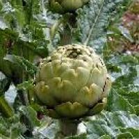 ARTICHOKE  GLOBE 'GREEN' - Cynara scolymus 'Green'