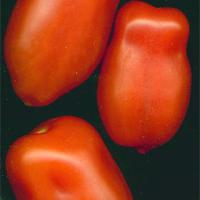 TOMATO 'ROMA' - Lycopersicon esculentum