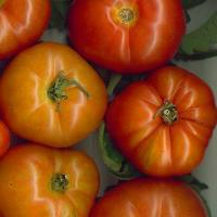 TOMATO 'ROUGE DE MARMANDE' - Lycopersicon esculentum