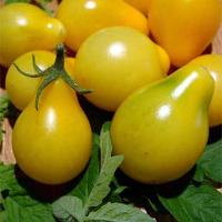 TOMATO 'Yellow Pear' - Lycopersicon esculentum