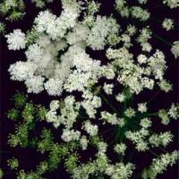 QUEEN ANNE'S LACE - Ammi majus