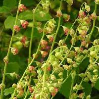 FRINGE CUPS - Tellima grandiflora